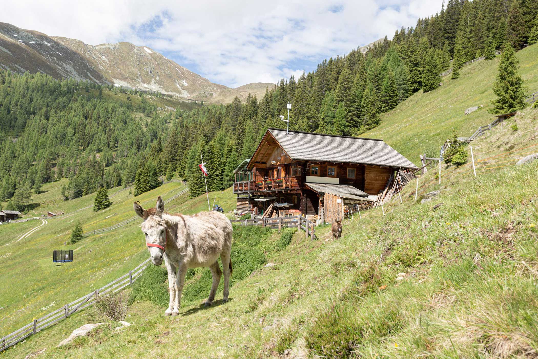 Ein Esel steht auf einem grasbewachsenen Hügel in der Nähe einer Holzhütte, die von Bäumen und Bergen umgeben ist. - Hotel Waldheim