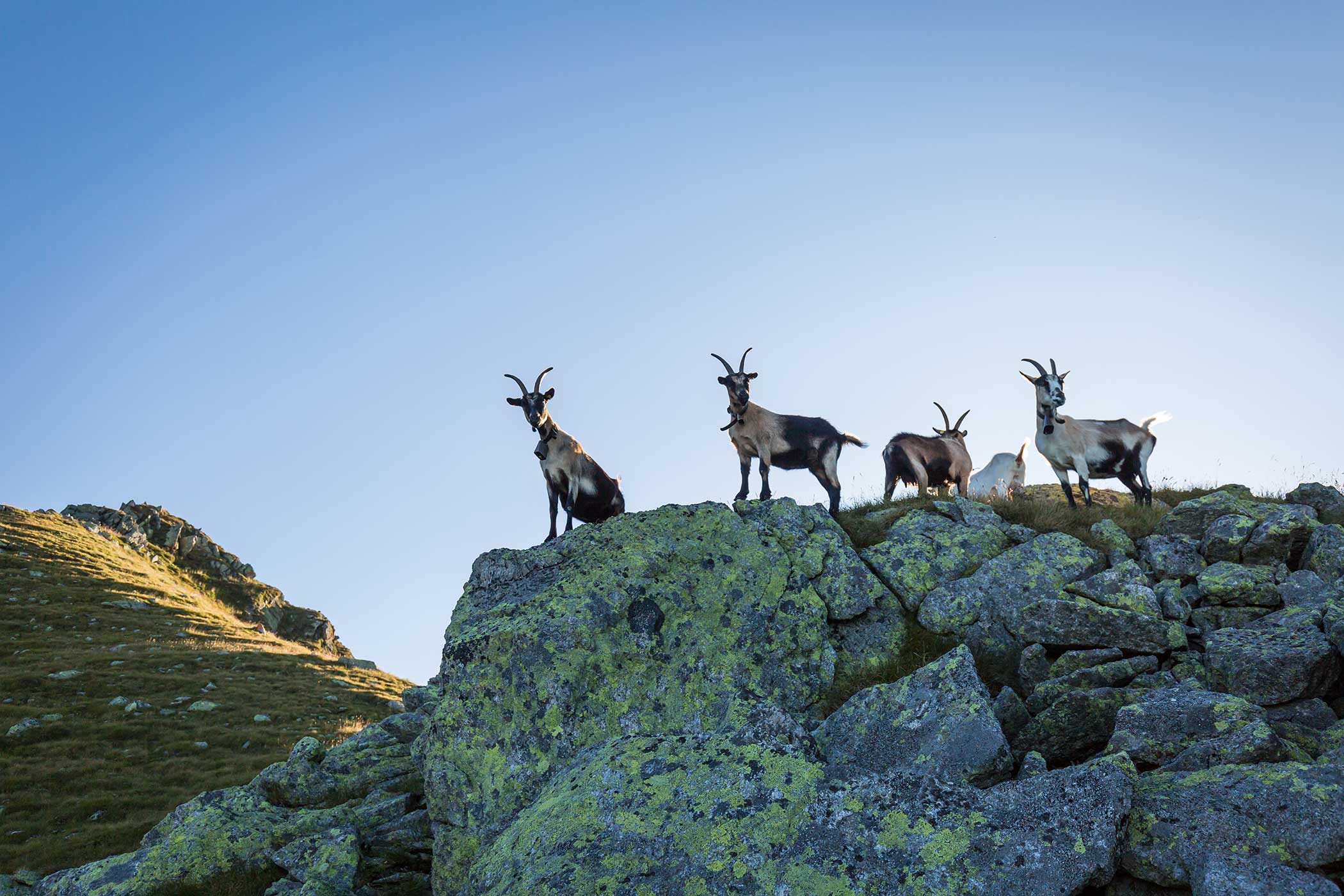 Vier Ziegen stehen auf felsigem Gelände mit blauem Himmel im Hintergrund. - Hotel Waldheim