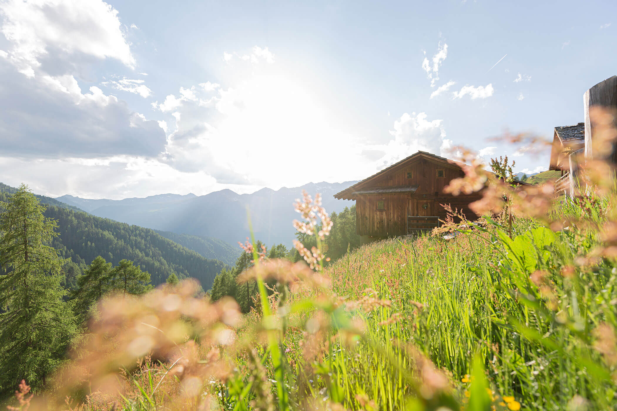 Blumenwiesen mit Almhütte und Gebirgskamm mit fernen Gipfeln und Tälern im Hintergrund unter blauem Himmel. - Hotel Waldheim
