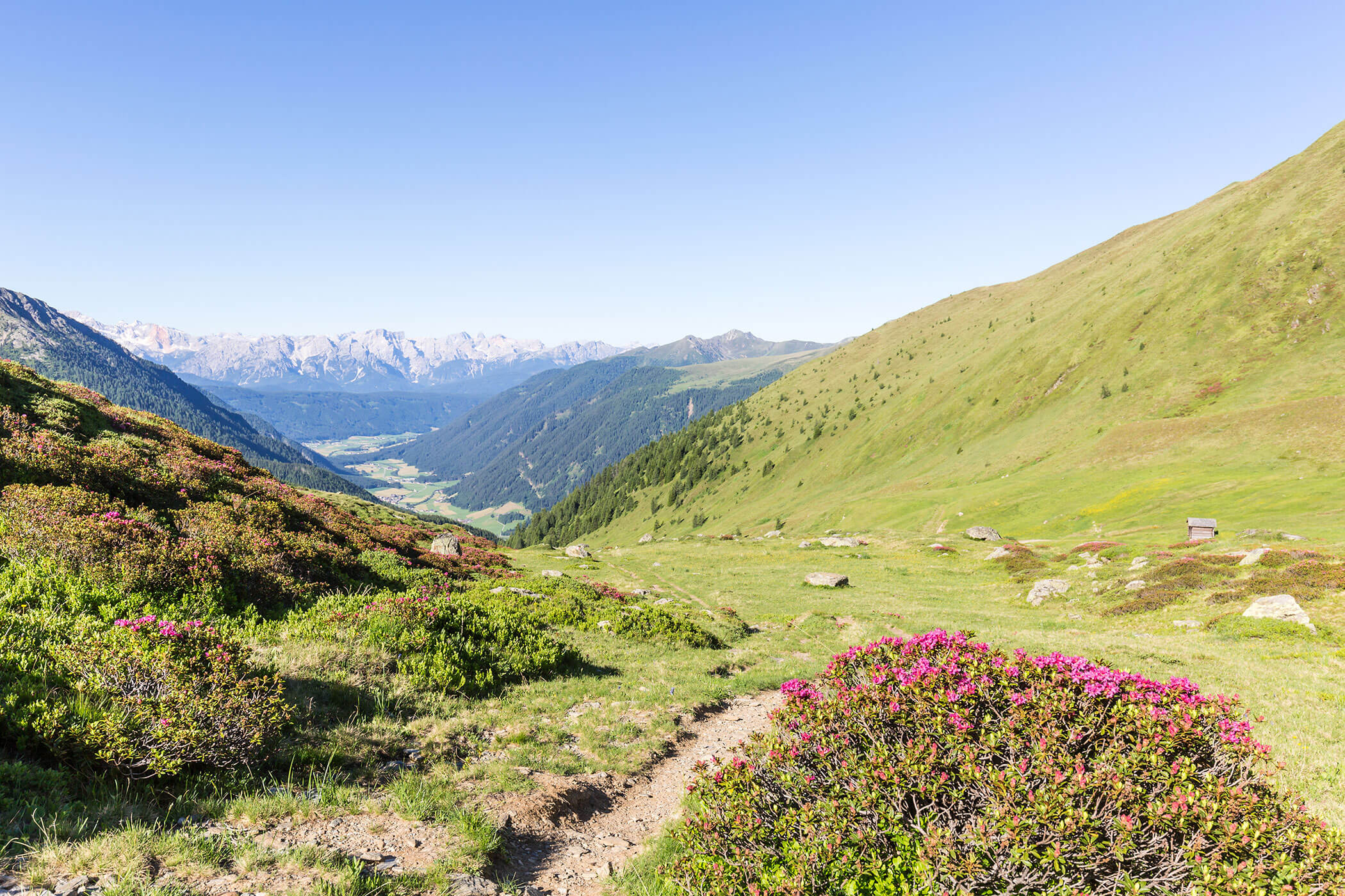 Sonniges Gebirgstal mit grünen Hügeln, rosa Wildblumen und weit entfernten Gipfeln unter einem klaren blauen Himmel. - Hotel Waldheim